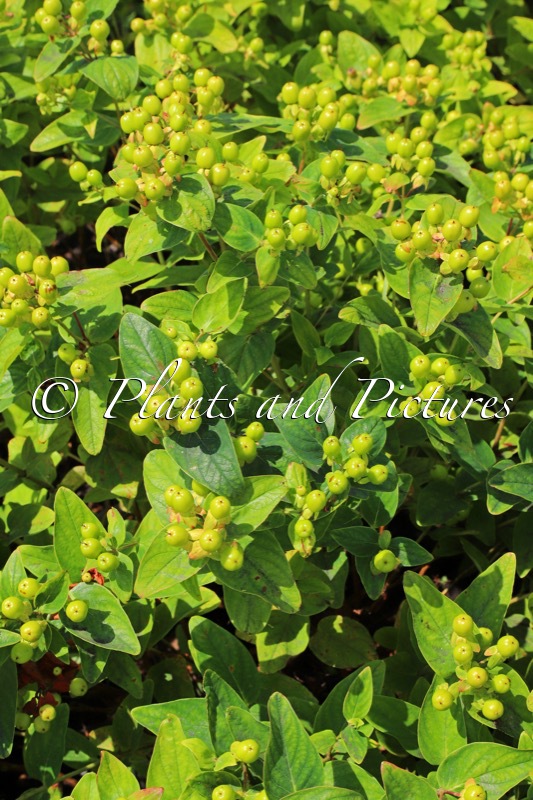 Hypericum inodorum ‘Kolmali’ (GREEN GEM)