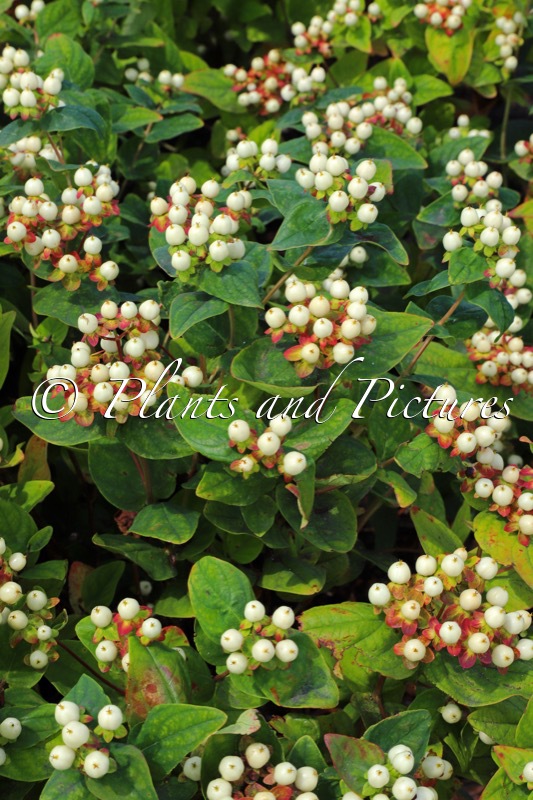 Hypericum inodorum ‘Kolmawhige’ (WHITE GEM)