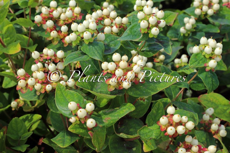 Hypericum inodorum ‘Kolmawhige’ (WHITE GEM)