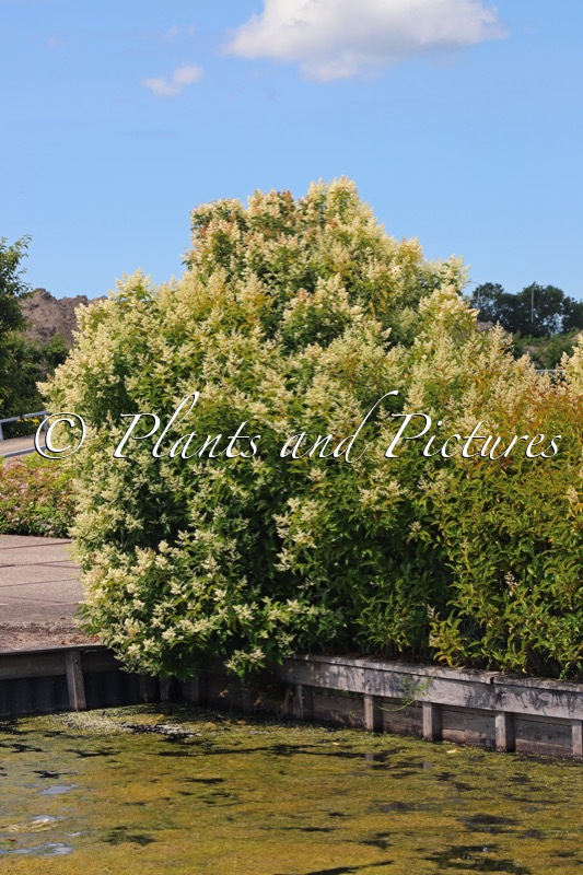 Ligustrum lucidum ‘Bokrascreen’ (GREEN SCREEN)