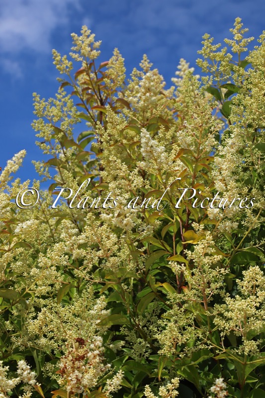 Ligustrum lucidum ‘Bokrascreen’ (GREEN SCREEN)