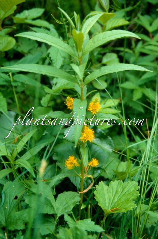 Lysimachia thyrsiflora
