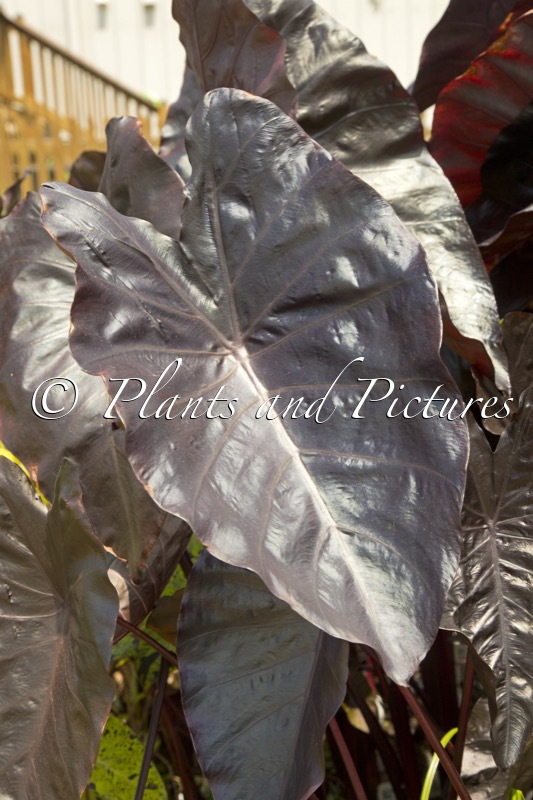 Colocasia ‘Electric Blue Gecko’ plants & pictures