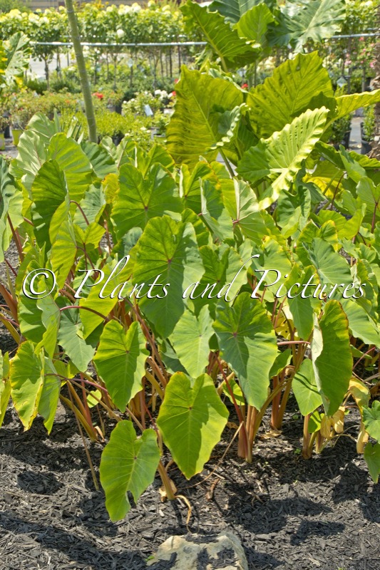 Colocasia esculenta ‘Pink China’