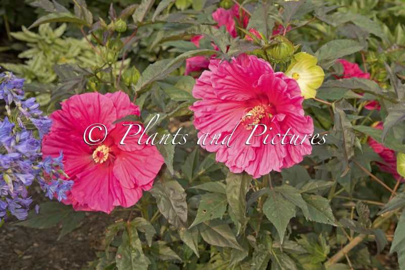 Hibiscus ‘Watermelon Ruffles’