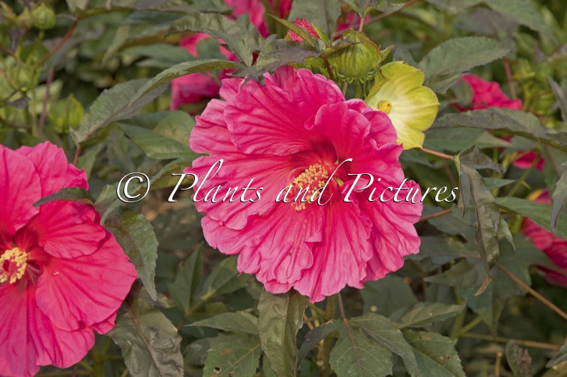 Hibiscus ‘Watermelon Ruffles’