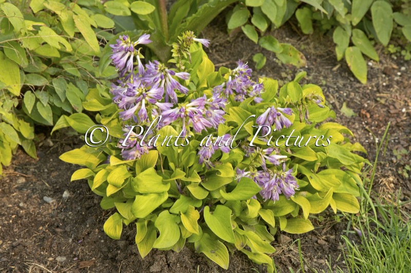 Hosta ‘Sun Mouse’