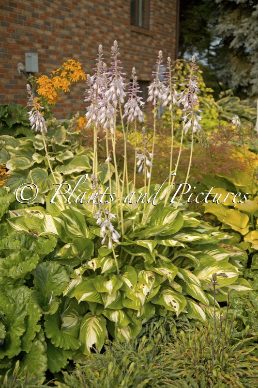 Hosta ‘Miss America’