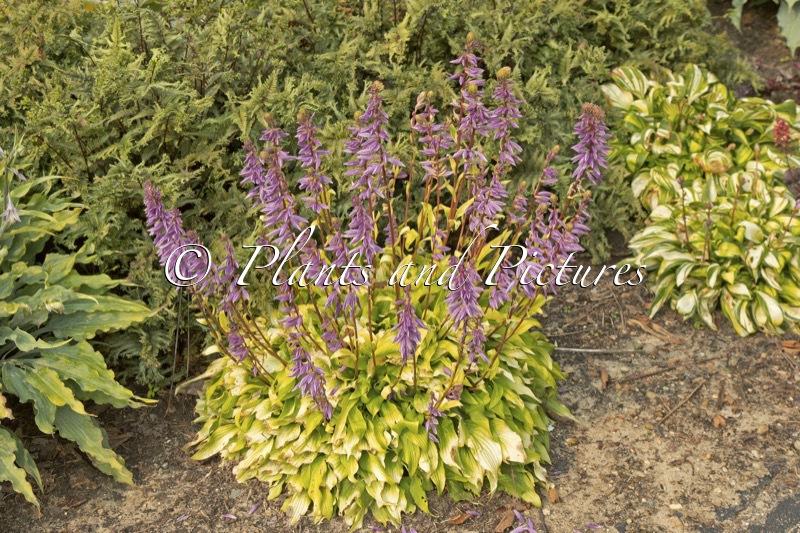 Hosta ‘Time in a Bottle’