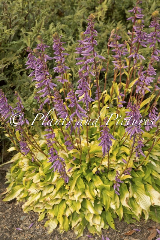 Hosta ‘Time in a Bottle’
