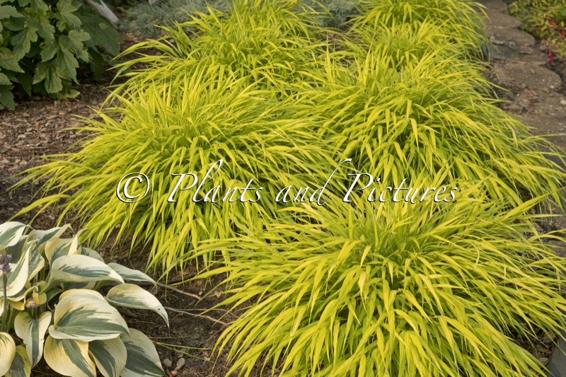 Hakonechloa macra ‘All Gold’