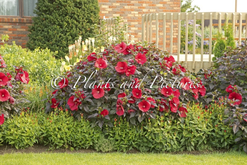 Hibiscus ‘Holy Grail’