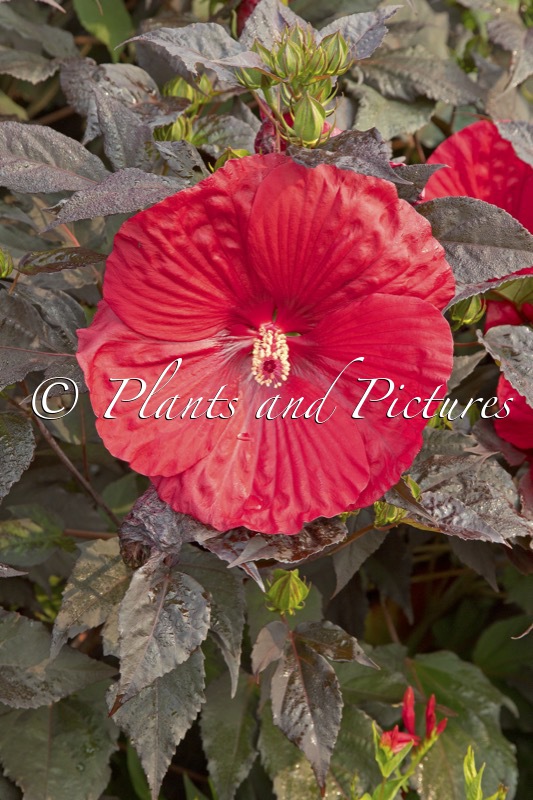 Hibiscus ‘Holy Grail’