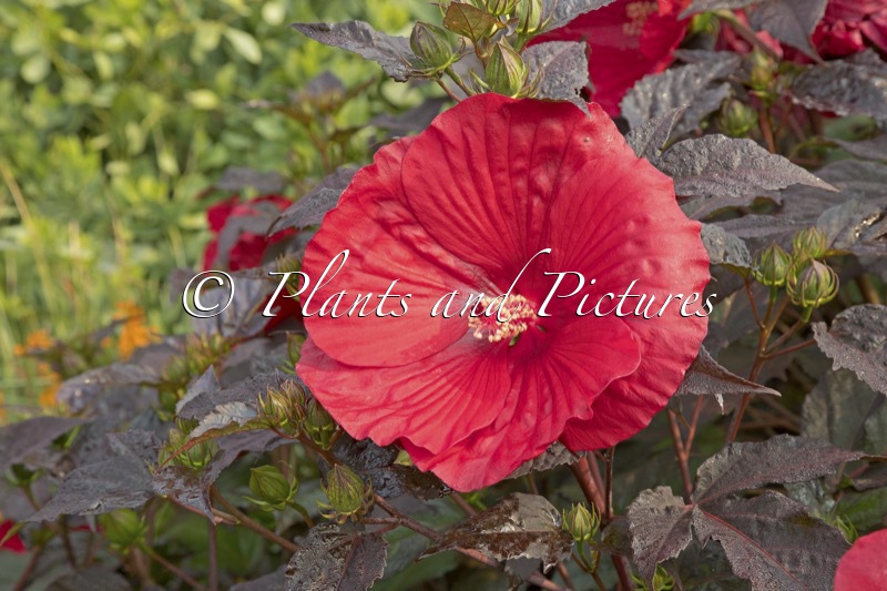 Hibiscus ‘Holy Grail’