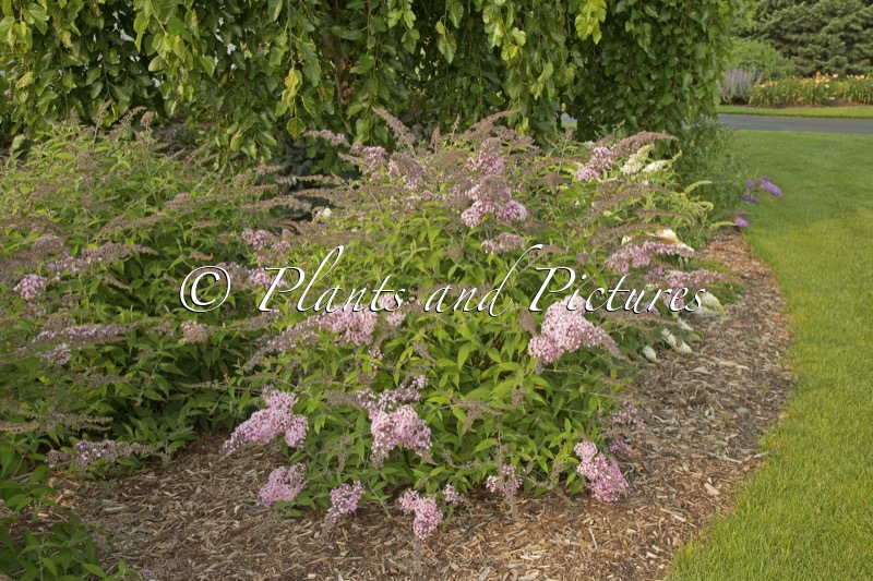 Buddleja ‘Pink Cascade II’