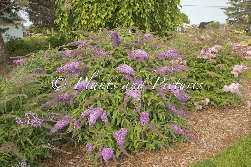 Buddleja ‘Violet Cascade’