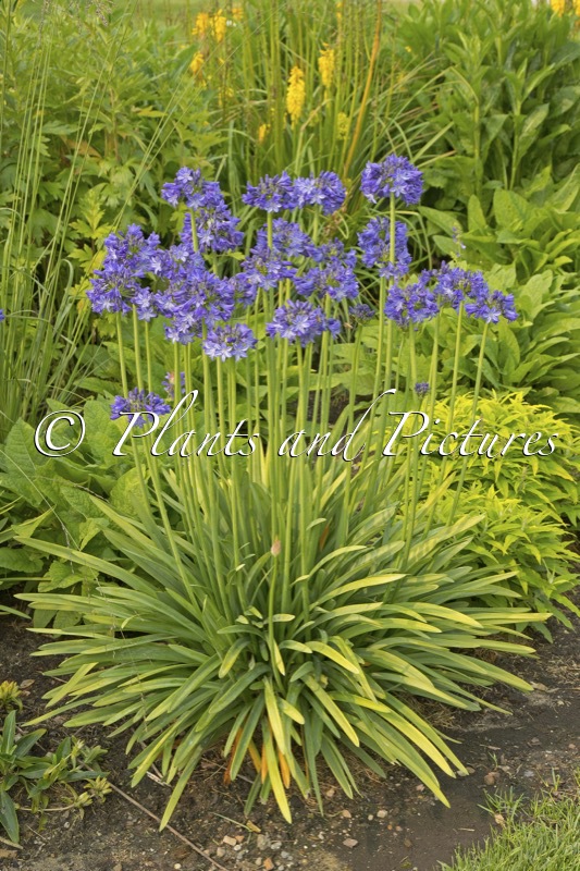 Agapanthus ‘Cosmic Blue’
