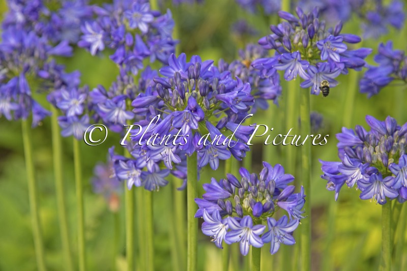 Agapanthus ‘Cosmic Blue’