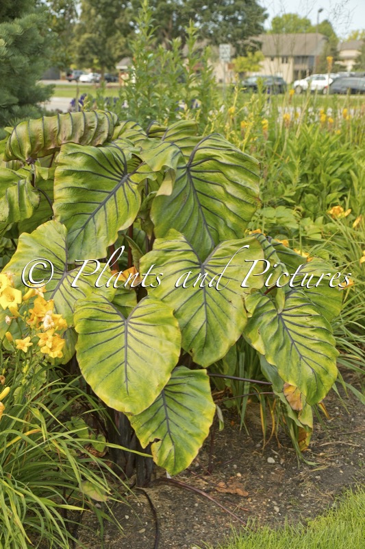 Colocasia ‘Cophama’ (PHARAOHS MASK)