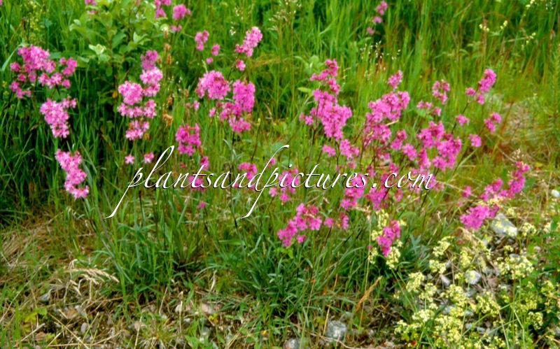 Lychnis viscaria
