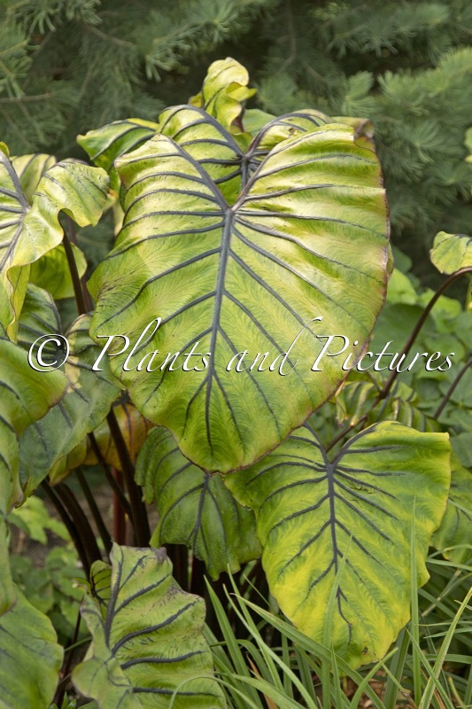 Colocasia ‘Cophama’ (PHARAOHS MASK)