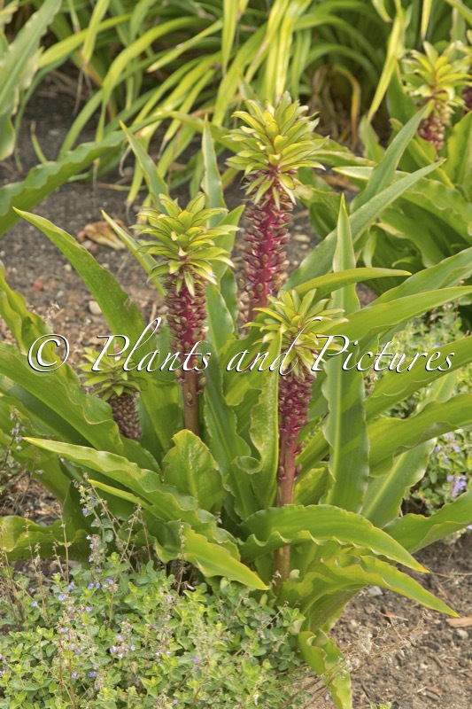 Eucomis ‘Emerald Throne’