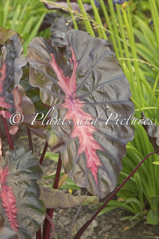 Colocasia ‘Corede’ (REDEMPTION)