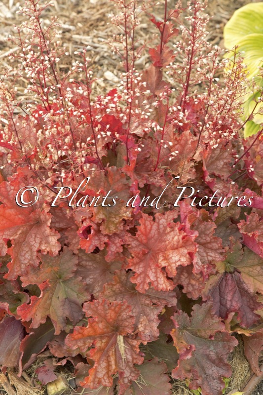 Heuchera ‘Peachberry Ice’
