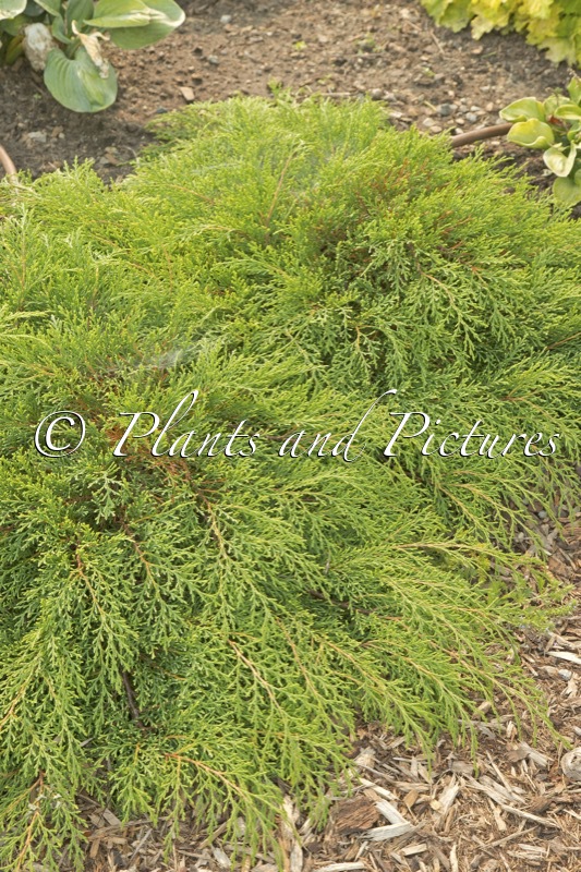 Microbiota decussata ‘Prides’ (CELTIC PRIDE)