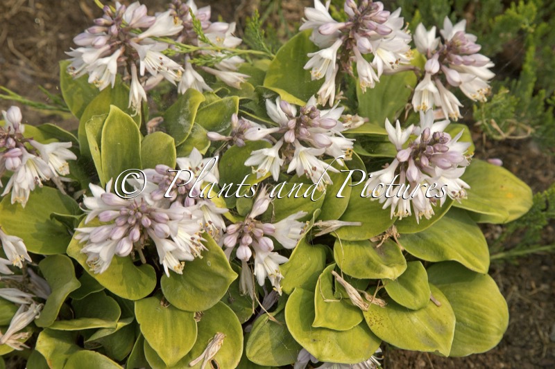 Hosta ‘You’re So Vein’