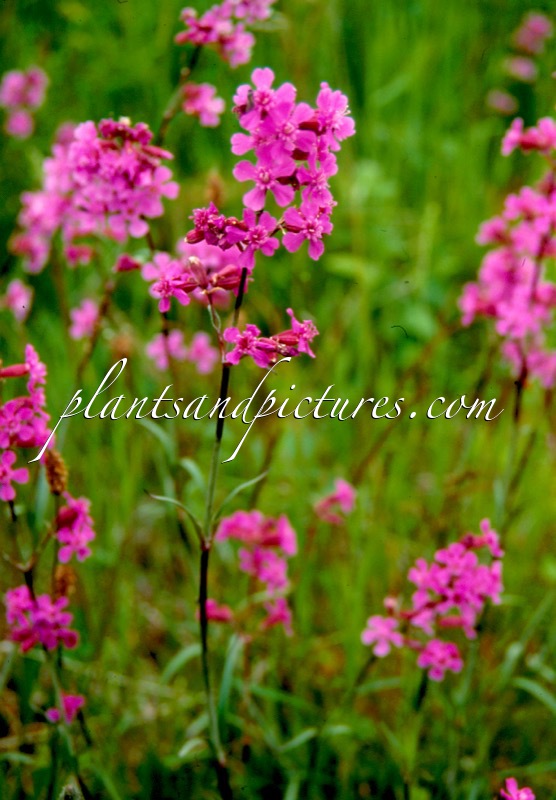 Lychnis viscaria
