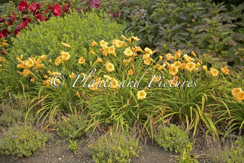 Hemerocallis ‘Orange Smoothie’