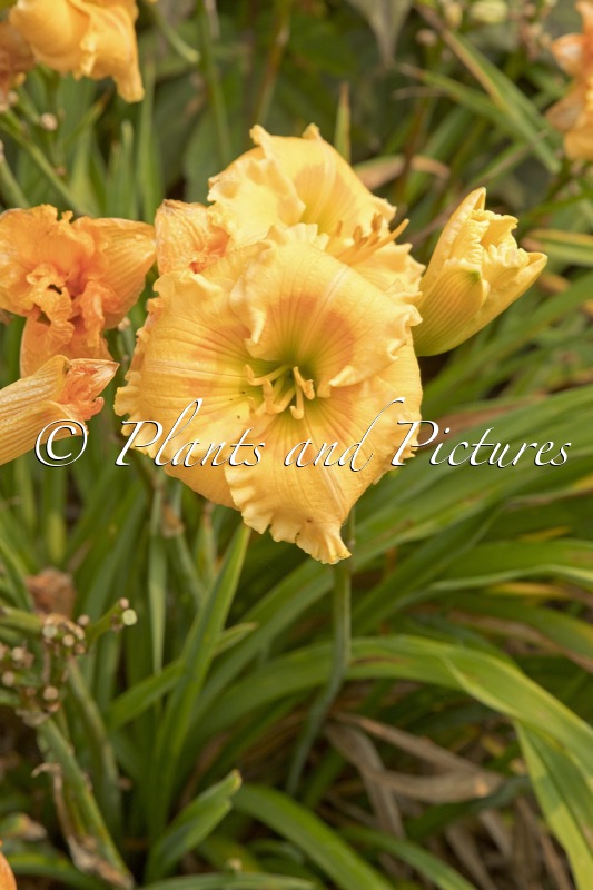 Hemerocallis ‘Orange Smoothie’