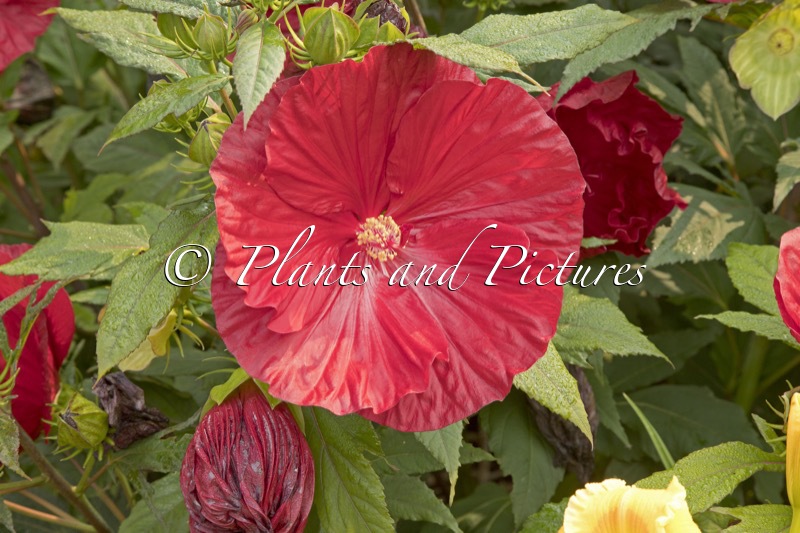 Hibiscus ‘Cranberry Crush’