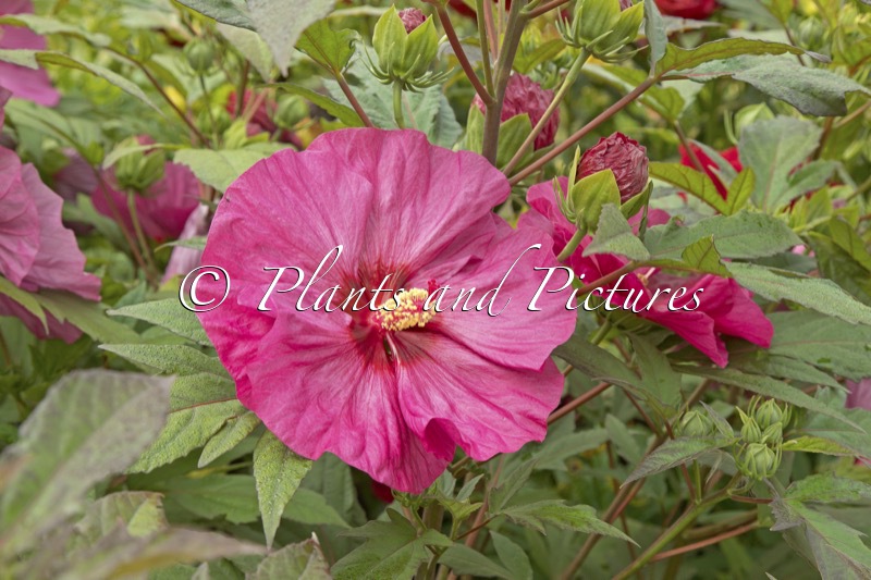 Hibiscus ‘Berry Awesome’