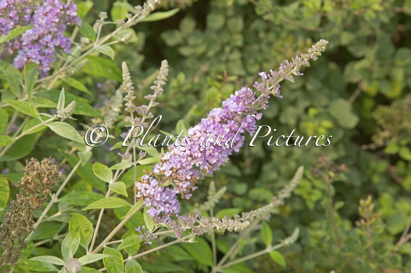 Buddleja ‘Lavender Cupcake’