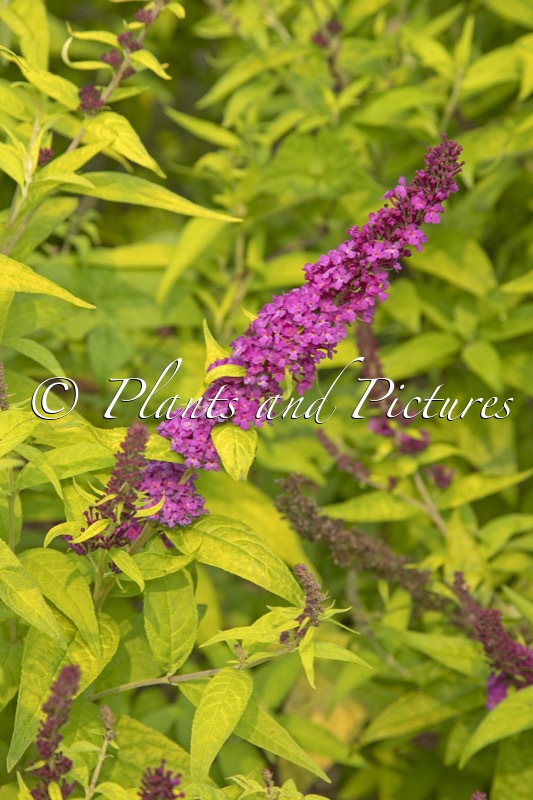 Buddleja ‘Crown Jewels’