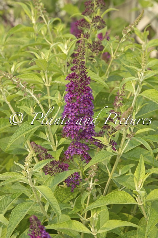 Buddleja ‘Dark Dynasty’