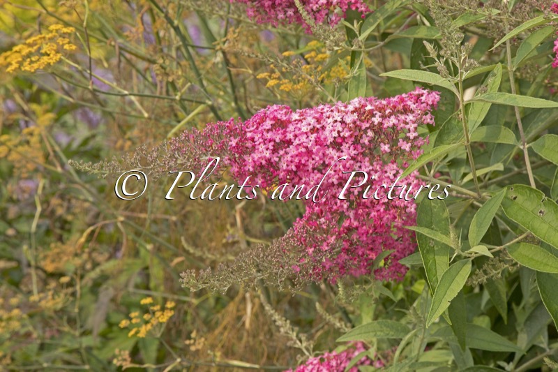 Buddleja ‘Cherry Royale’