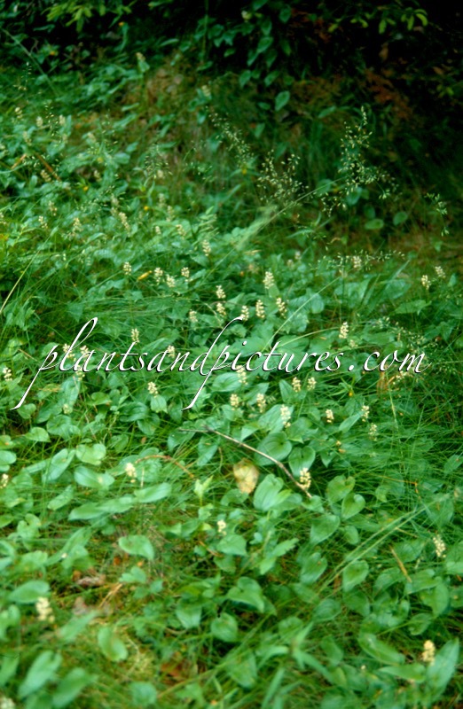 Maianthemum bifolium