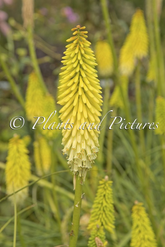 Kniphofia ‘Flashpoint’