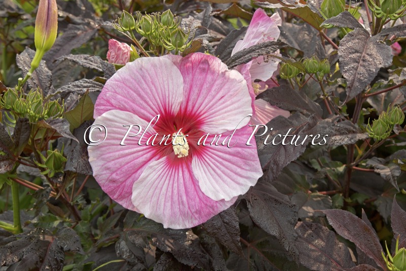 Hibiscus ‘Starry Starry Night’