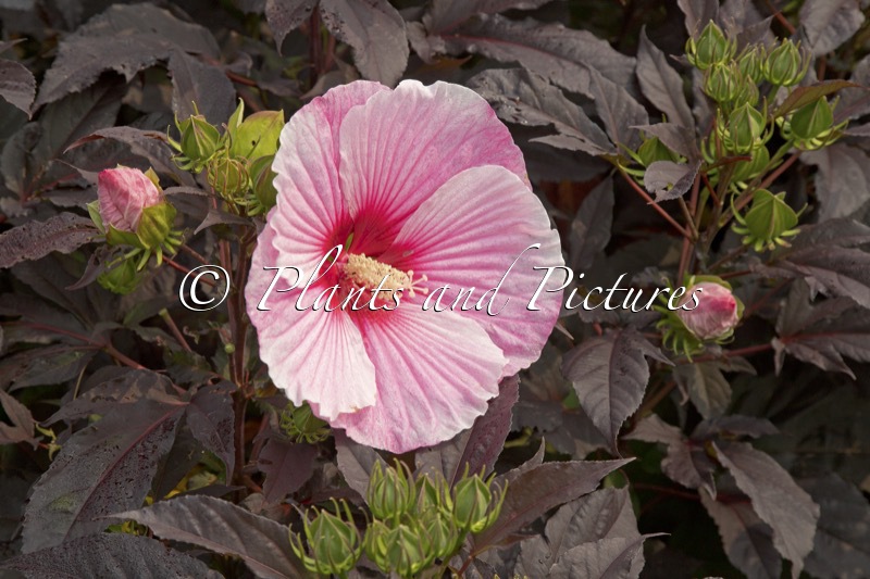 Hibiscus ‘Starry Starry Night’