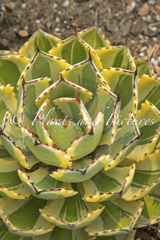 Mangave ‘Desert Diamond’