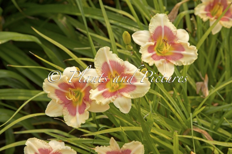 Hemerocallis ‘When My Sweetheart’