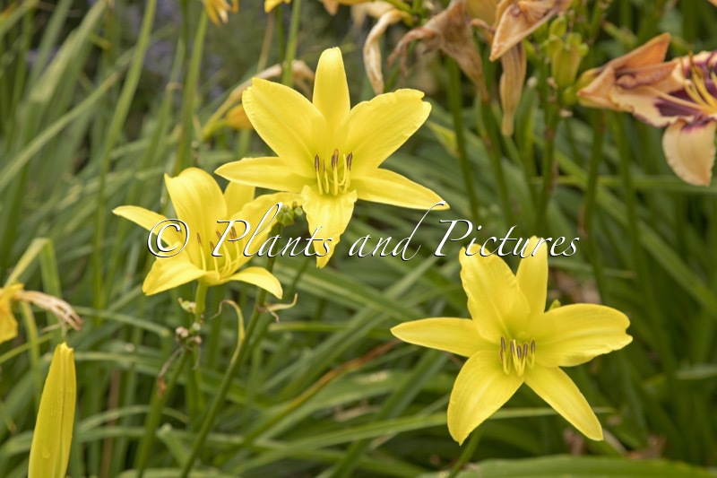 Hemerocallis ‘Hyperion’