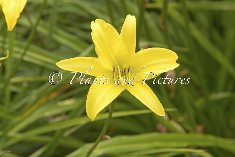 Hemerocallis ‘Hyperion’