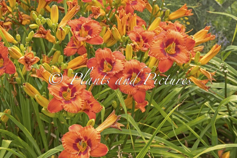 Hemerocallis ‘Mighty Chestnut’