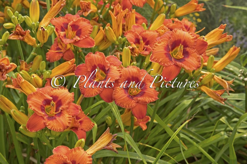 Hemerocallis ‘Mighty Chestnut’