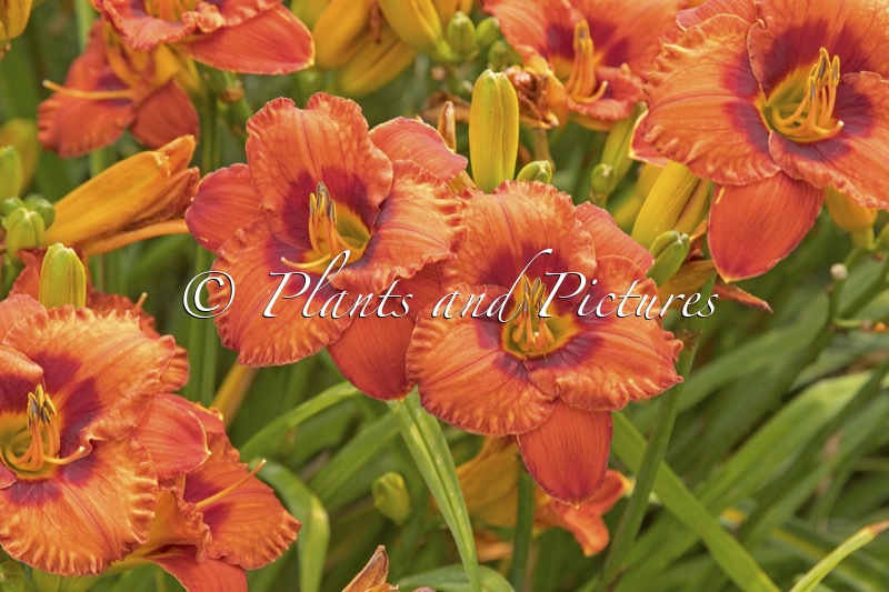 Hemerocallis ‘Mighty Chestnut’